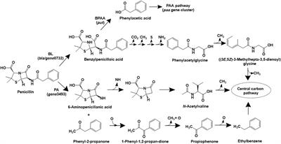 Microbial degradation of contaminants of emerging concern: metabolic, genetic and omics insights for enhanced bioremediation